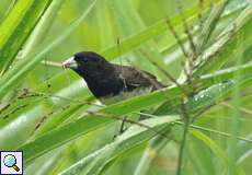 Männliches Gelbbauchpfäffchen (Sporophila nigricollis)