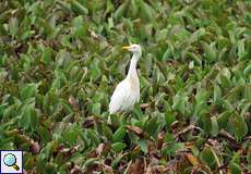 Kuhreiher (Bubulcus ibis) zwischen Wasserhyazinthen (Eichhornia sp.)