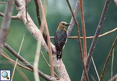 Weiblicher Rotkappenspecht (Melanerpes rubricapillus)