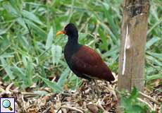 Rotstirn-Blatthühnchen (Jacana jacana)