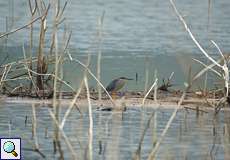 Zwischen abgestorbener Vegetation verstecken sich am Ufer oft Vögel wie dieser Mangrovereiher (Butorides striata)