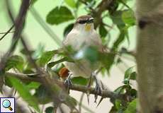 Gelbkinn-Riedschlüpfer oder Gelbkehlschlüpfer (Certhiaxis cinnamomeus)