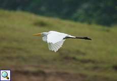 Silberreiher (Ardea alba)