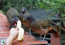 Die auf dem Gelände lebenden Rotschwanzguane (Ortalis ruficauda) freuen sich immer über Bananen