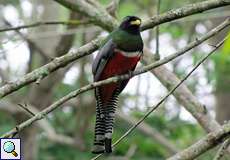 Männlicher Jungferntrogon (Trogon collaris exoptatus)