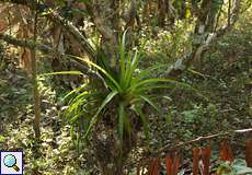 Bromeliengewächse sind im Garten der Casa Maria allgegenwärtig