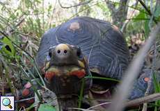 Köhlerschildkröten (Chelonoidis carbonaria) durchstreifen das große Gelände der Casa Maria