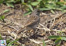 Wachtelammer (Ammodramus humeralis) am Cerro San Isidro