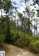 Im Bergnebelwald am Cerro San Isidro
