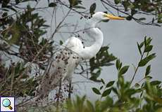 Silberreiher (Ardea alba) im Cuare-Schutzgebiet