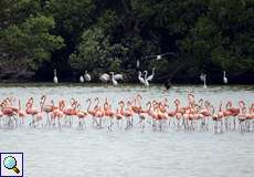 Kubaflamingos (Phoenicopterus ruber) im Cuare-Schutzgebiet