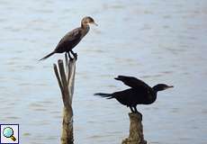 Olivenscharben (Phalacrocorax brasilianus) im Cuare-Schutzgebiet