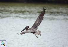 Braunpelikan (Pelecanus occidentalis) im Cuare-Schutzgebiet