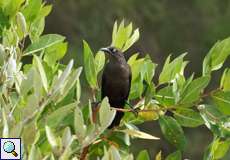 Trauergrackel-Weibchen (Quiscalus lugubris lugubris) im Cuare-Schutzgebiet