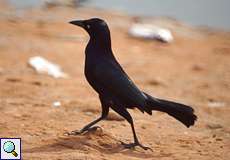 Trauergrackel-Männchen (Quiscalus lugubris lugubris) im Cuare-Schutzgebiet