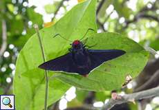 Pyrrhopyge phidias (Phidias Firetip)