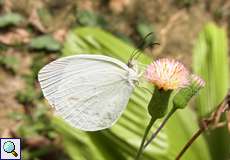 Eurema albula marginella (Ghost Yellow)