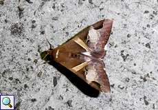 Melipotis fasciolaris, Männchen (Fasciolated Melipotis Moth, male)