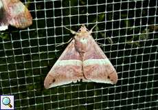 Ophisma tropicalis, Männchen (male)