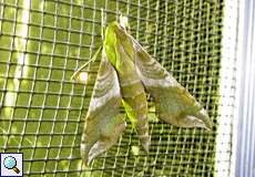 Xylophanes pluto (Pluto Sphinx Moth)