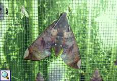 Pachylia ficus (Fig Sphinx)