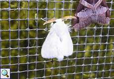 Norape ovina (White Flannel Moth)