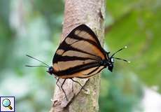 Panthiades phaleros (Phaleros Hairstreak)