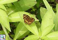 Anthanassa drusilla drusilla (Orange-patched Crescent)