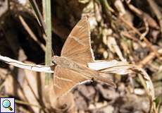 Spicauda teleus (Teleus Longtail)