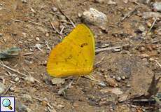 Phoebis philea philea (Orange-barred Sulphur)