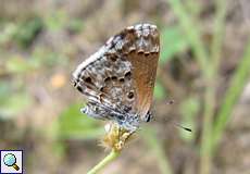 Strymon cestri (Tailless Scrub-Hairstreak)