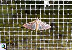 Maruca vitrata (Bean Pod Borer Moth)