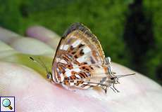 Sarota chrysus (Tailed Jewelmark)