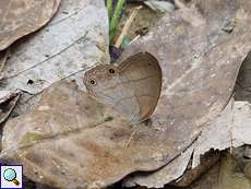 Cissia terrestris (Terrestris Satyr)