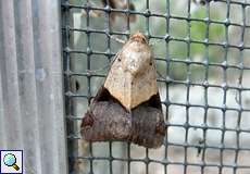 Melipotis fasciolaris, Weibchen (Fasciolated Melipotis Moth, female)