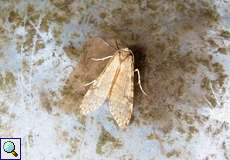 Lophocampa annulosa (Santa Ana Tussock Moth)