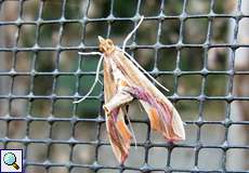Agathodes designalis (Sky-pointing Moth)