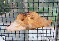 Patalene asychisaria (Scalloped Hookwing)