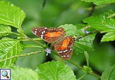 Anartia amathea amathea (Brown Peacock)