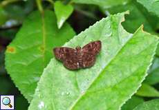 Ouleus fridericus fridericus (Fridericus Skipper)