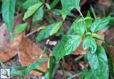 Parides eurimedes eurimedes