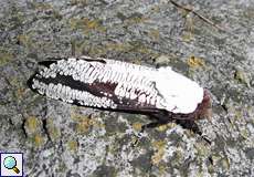 Morpheis pyracmon (Fissured Bark)