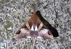 Melipotis fasciolaris, Männchen (Fasciolated Melipotis Moth, male)