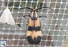 Correbia lycoides (Tiger Bug Mimic)