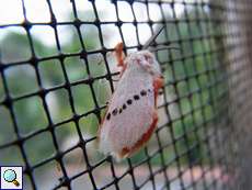 Trosia nigropunctigera (Rosy Flannel Moth)