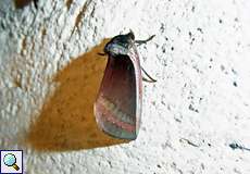 Gonodonta ditissima