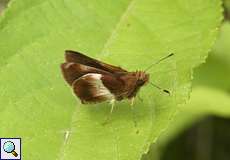 Remella remus (Black-spot Remella)