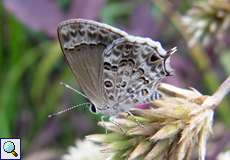 Strymon astiocha (Gray-spotted Scrub-Hairstreak)