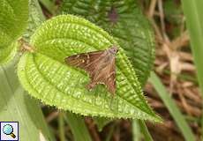 Thorybes dorantes dorantes (Lilac-banded Longtail)