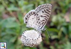 Leptotes cassius (Cassius Blue)